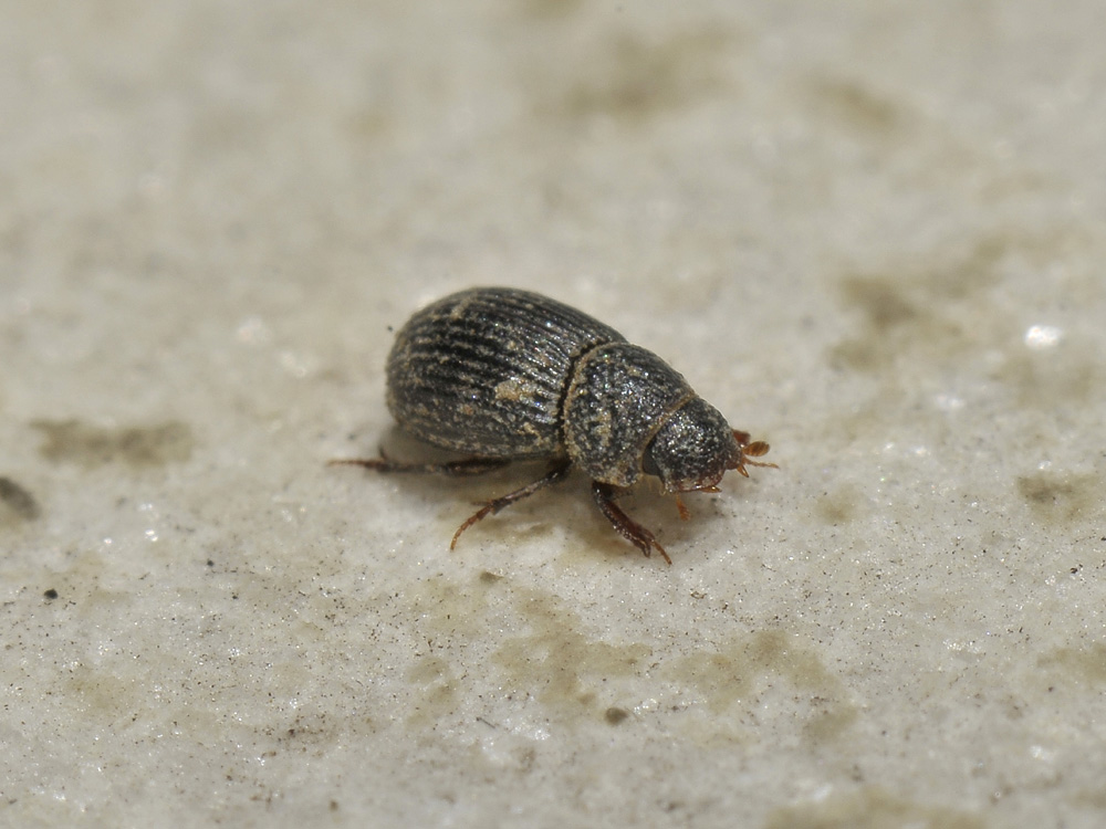 Diastictus vulneratus (Aphodiidae)